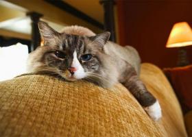 Чистка дивана от мочи кошек и удаление запаха с мебели